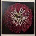 Carolyn Seibert-Drager